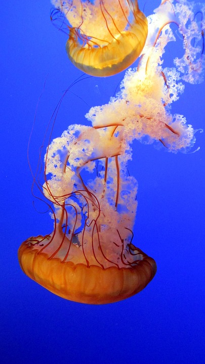 jellyfish-381659_960_720